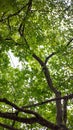 Low Angle View of Lush Green Tree Canopy and Branches Royalty Free Stock Photo