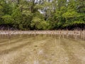 Low angle view of mangrove trees roots, pneumatophores, aerial roots. Mangrove forest at low tide period. Shallow water reflection Royalty Free Stock Photo