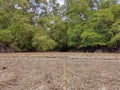 Low angle view of mangrove trees roots, pneumatophores, aerial roots, mangrove apple in mangrove forest at low tide period Royalty Free Stock Photo