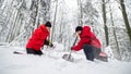 Low angle view of mountain rescue service on operation outdoors in winter in forest, digging snow with shovels. Royalty Free Stock Photo