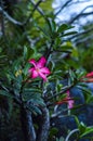 Low Angle View Natural Adenium Obesum Or Desert Rose Flower Plants In The Garden Royalty Free Stock Photo