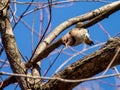 Low-angle view of a Northern flicker flying between the branches before a blue sky Royalty Free Stock Photo