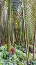 Low-angle view Nypa fruticans wurmb trees and shrubs in mangrove forest. With Nypa fruticans fruit hanging on tree trunk Royalty Free Stock Photo