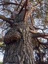 Low angle view of an old pine tree trunk with rough bark and a large burl. Vertical photo looking up at the coniferous canopy Royalty Free Stock Photo