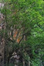 Low angle view of an old rainforest tree near the limestone mountains in Ipoh, Malaysia Royalty Free Stock Photo