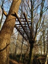 Low angle view of an old wooden fence high in the trees against blue sky Royalty Free Stock Photo