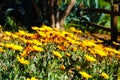 Low angle view of orange flowers in the garden with a background of lush green trees Royalty Free Stock Photo