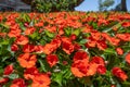 Low angle view of orange impatiens flowers Royalty Free Stock Photo