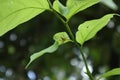 Low angle view of an orange Lynx spider sits on the underside of a green leaf Royalty Free Stock Photo