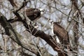 Low angle view of Osprey birds standing on a tree branch on a cloudy day Royalty Free Stock Photo