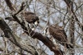 Low angle view of Osprey birds standing on a tree branch on a cloudy day Royalty Free Stock Photo