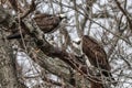Low angle view of Osprey birds standing on a tree branch on a cloudy day Royalty Free Stock Photo
