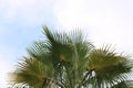 Low angle view of palm leaves against sky. Royalty Free Stock Photo