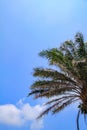 Low angle view of the palm tree with the blue sky background. Royalty Free Stock Photo