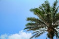 Low angle view of the palm tree with the blue sky background. Royalty Free Stock Photo