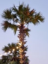 Low Angle View of Palm Tree with Hanging Illuminated Light Bulbs