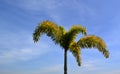 Low Angle View Of Palm Tree With Stalks And Leaves Against A Cloudy Blue Sky Royalty Free Stock Photo