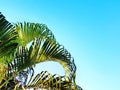 Low Angle View of Palm Tree Top Against Blue Sky Royalty Free Stock Photo