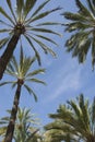 Low angle view of palm trees against blue sky Royalty Free Stock Photo