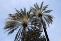 Low angle view of palm trees against blue sky Royalty Free Stock Photo