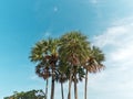 Low Angle View of Palm Trees Against Blue Sky Royalty Free Stock Photo