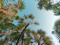 Low Angle View of Palm Trees Against Blue Sky Royalty Free Stock Photo