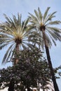 Low angle view of palm trees against blue sky Royalty Free Stock Photo