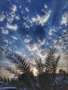 low angle view of palm trees against sky Royalty Free Stock Photo