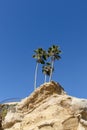 Palm trees on a cliff