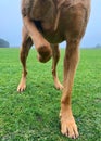 Low angle view of a pet dog standing on three legs with a broken leg