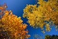 Low angle view photo of the crowns of tall trees with beautiful yellow and orange color leaves on it