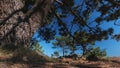 Pine tree and swaying branches against a blue sky