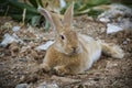 Low angle view of a really pretty and cute bunny rabbit with big ears