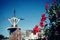 low angle view of red flowering plant against blue sky Royalty Free Stock Photo