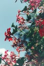 low angle view of red flowering plant against sky Royalty Free Stock Photo