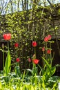 Red tulips blooming at sun. Royalty Free Stock Photo