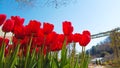 low angle view of red tulips with sky background from flower garden land. Royalty Free Stock Photo