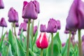 Low angle view of red and white french tulip growing among a field of purple triumph tulips. Close-up, high resolution photo of Royalty Free Stock Photo