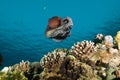 Low angle view of A Reef octopus (Octopus cyaneus)