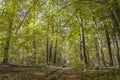 Low angle view of a road in the middle of a forest Trees forming a tunnel over a road in autumn. Ukraine Royalty Free Stock Photo