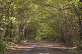 Low angle view of a road in the middle of a forest Trees forming a tunnel over a road in autumn. Ukraine Royalty Free Stock Photo