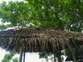 Low angle view the roof is made of dried palm leaves and cattapa tree Royalty Free Stock Photo