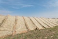 Upward view row of bamboo fences with Vietnamese rice vermicelli drying in the sun outside of Hanoi, Vietnam Royalty Free Stock Photo