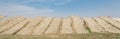 Upward view row of bamboo fences with Vietnamese rice vermicelli drying in the sun outside of Hanoi, Vietnam Royalty Free Stock Photo