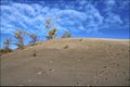 Low angle view of sand dune background landscape with treelined and blue sky