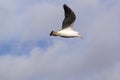 Low angle view of seagull flying against sky Royalty Free Stock Photo