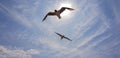 Seagulls against blue sky and sun Royalty Free Stock Photo
