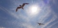 Two seagulls against blue sky and sun Royalty Free Stock Photo