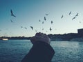 low angle view of seagulls flying over sea against sky Royalty Free Stock Photo