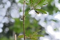 A Sensitive plant with a Striped lynx spider sitting under the leaflet